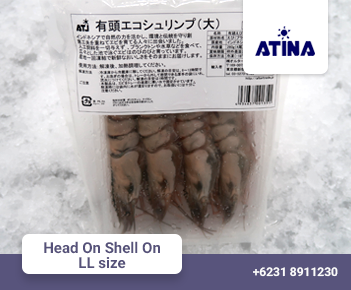 Head On Shell On LL size